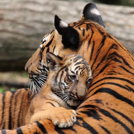 Tiger holding baby tiger