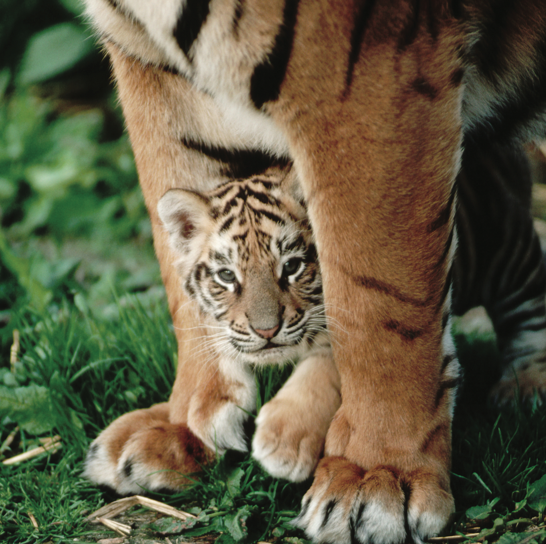 Baby tiger hiding under mom tigers legs